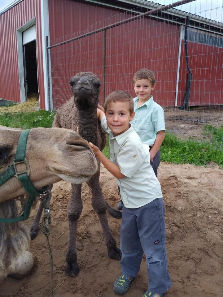 Two children stand in a sandy area near a large red barn, interacting with a camel and its calf.