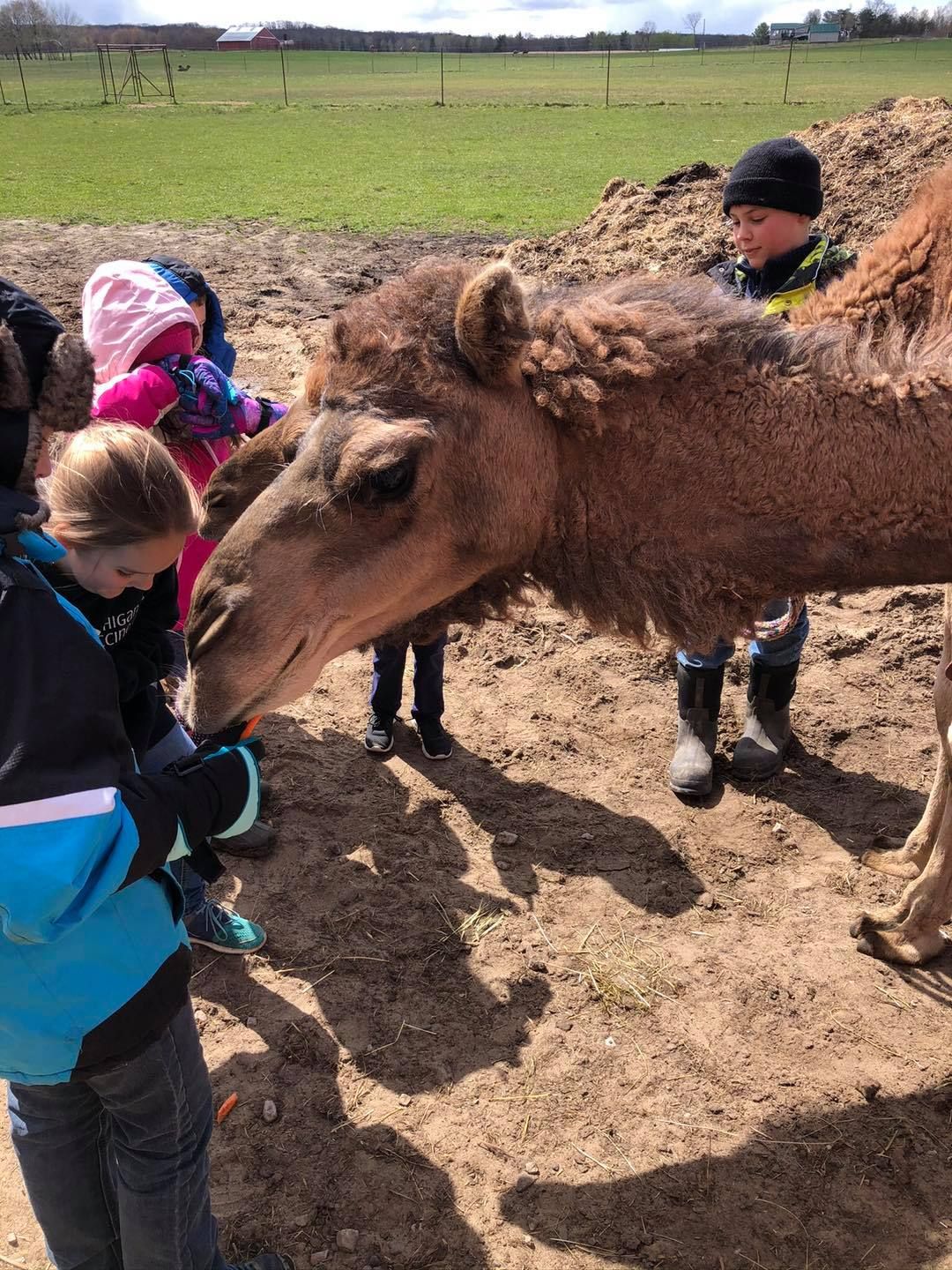 A group of children in outdoor gear feed a brown camel in a dirt enclosure on a sunny day.