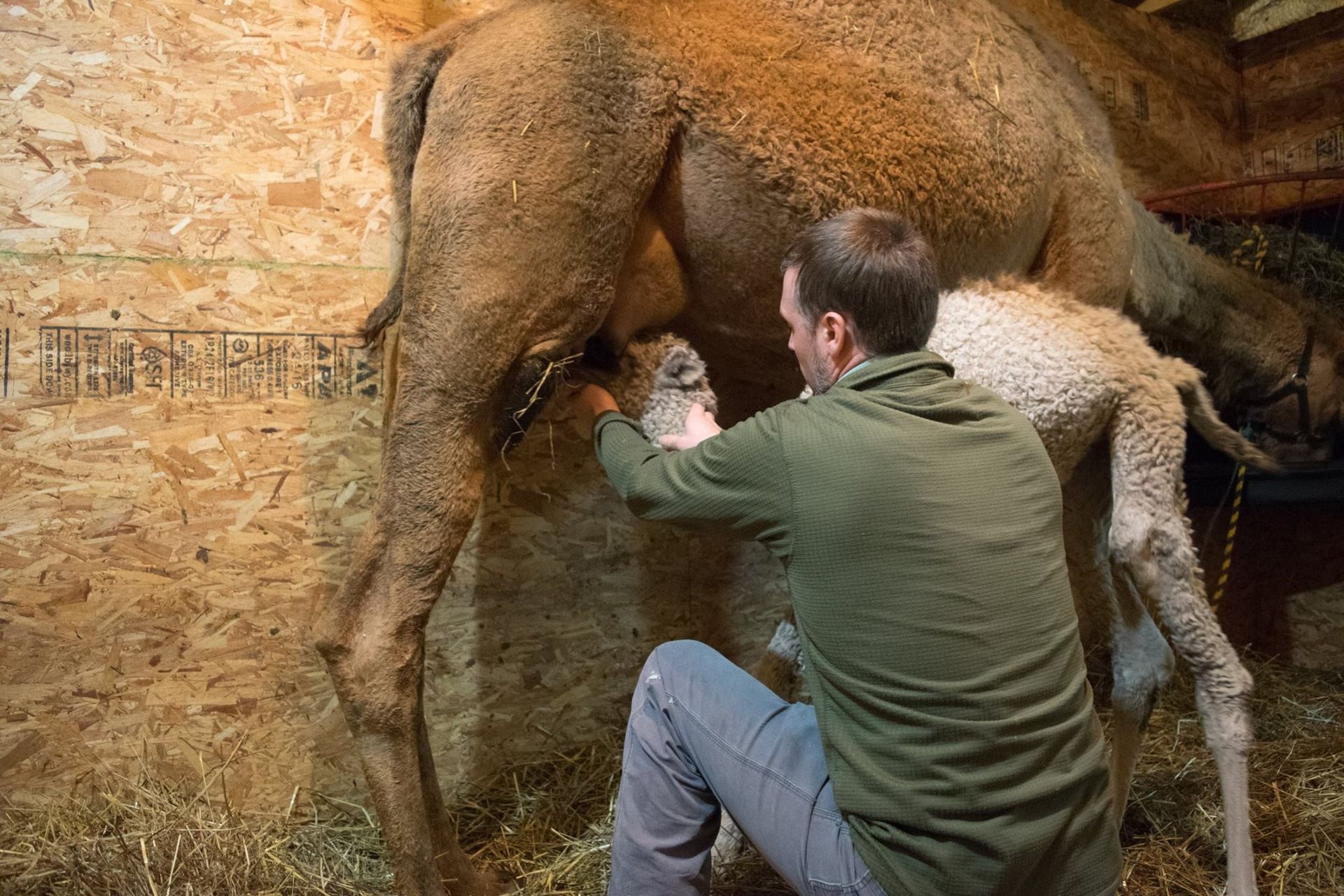 A person kneels in a stable, assisting a young animal to nurse from its mother, a camel.