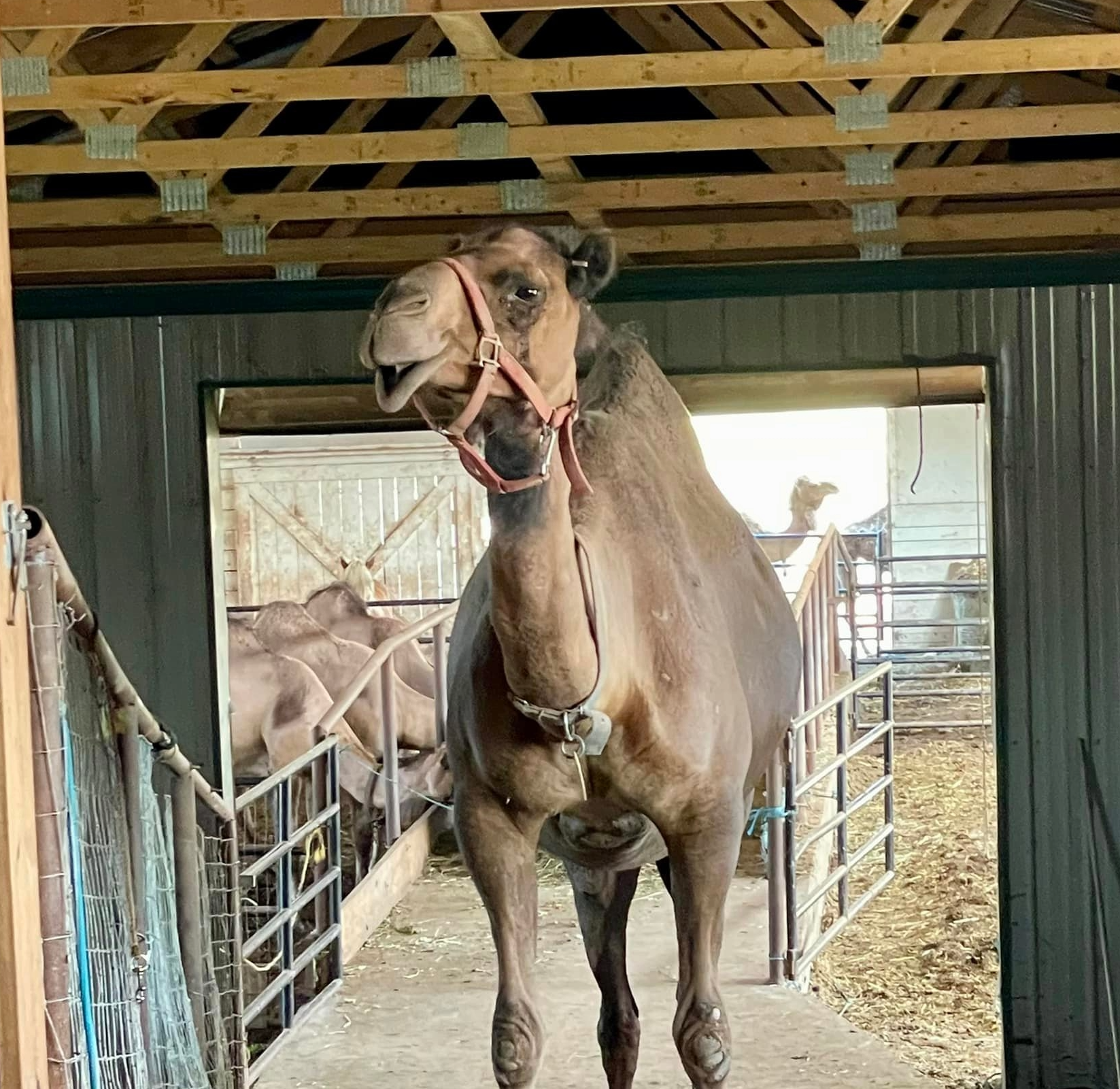 A camel with a red halter stands facing forward inside a barn-like structure with metal walls and an open doorway.