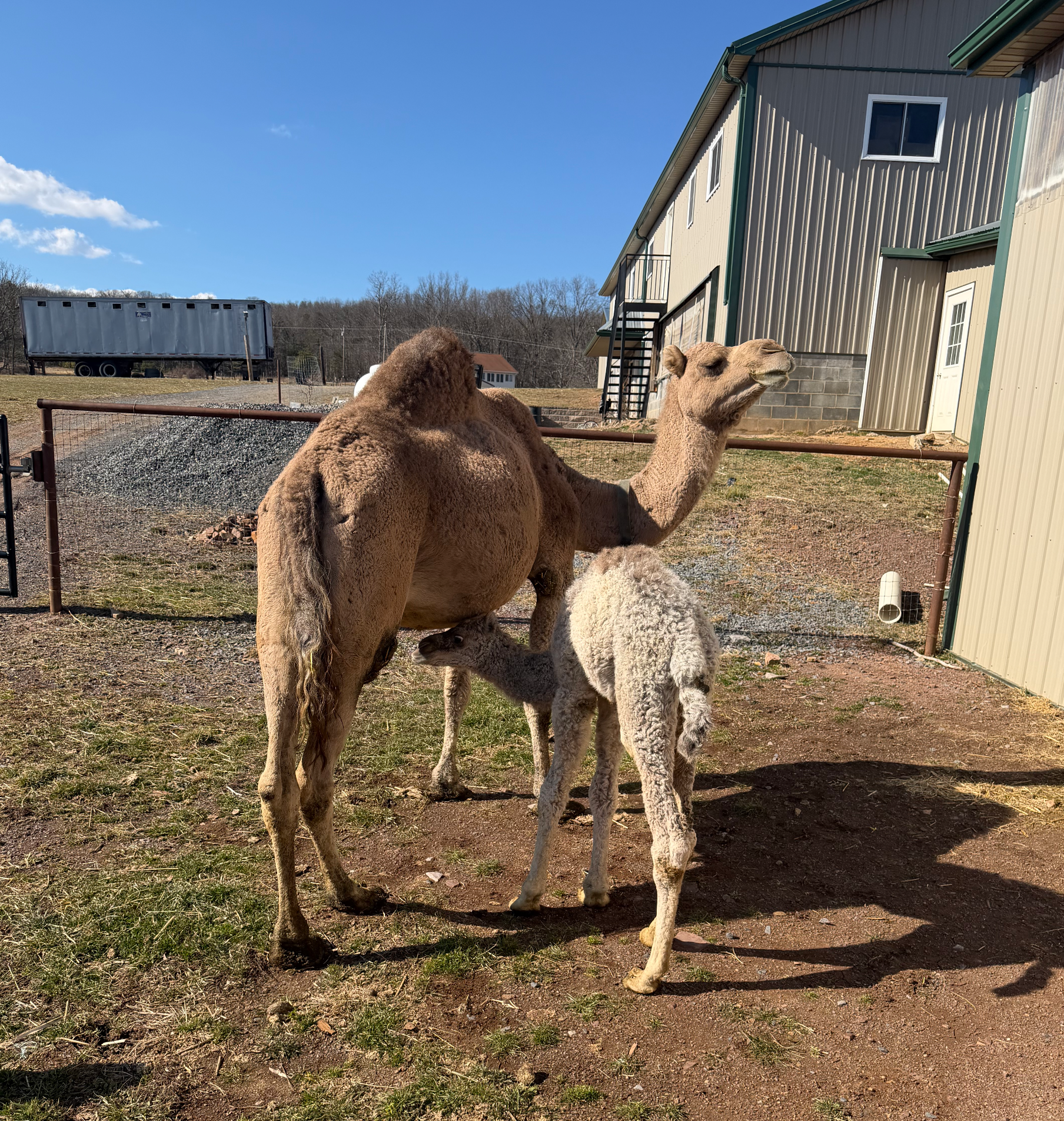 A mother camel stands outdoors in a fenced enclosure, nursing her young, light-colored calf near a building.