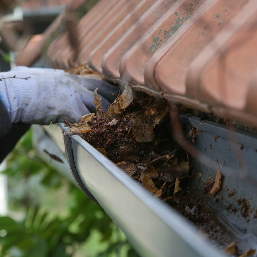 A person is cleaning a gutter from leaves on a roof