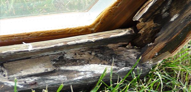 old rotten wood