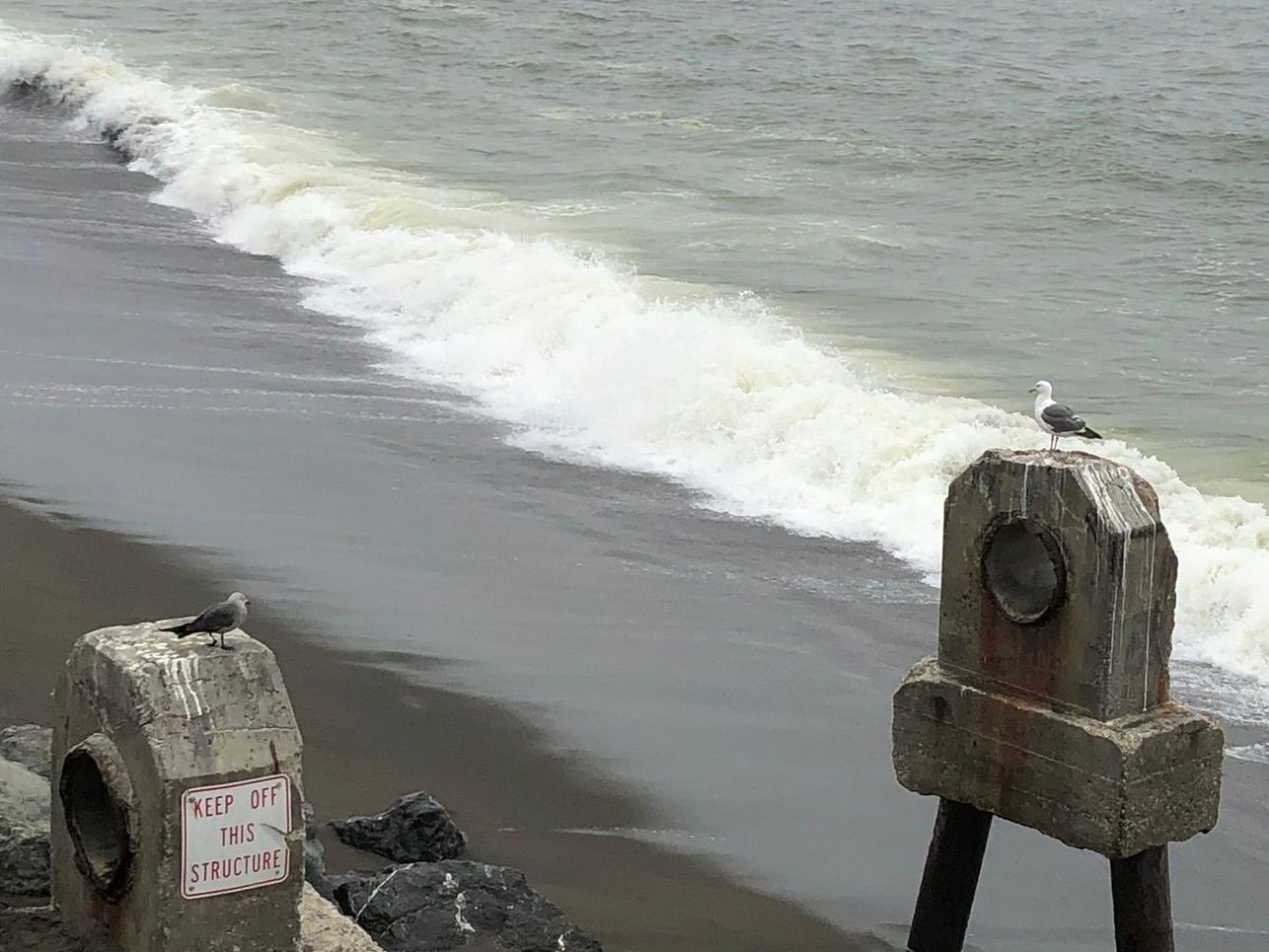 bird, sea, waves
