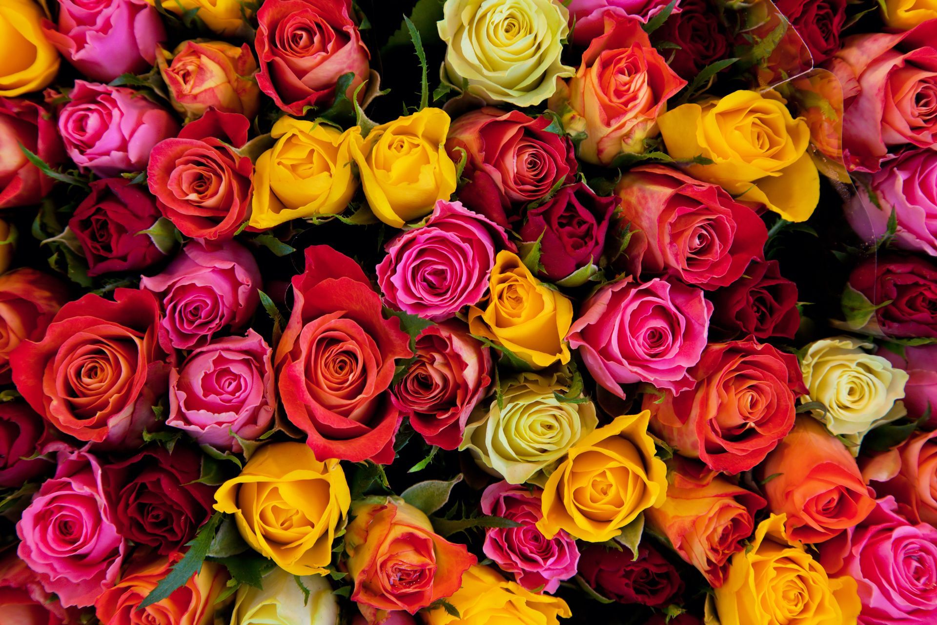 decorative images of roses