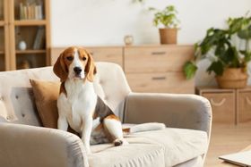 pet dog on a sofa