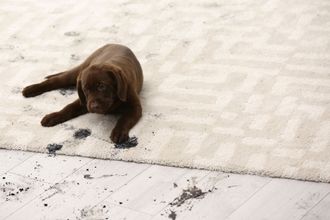 dirty carpet with a dog lying on it