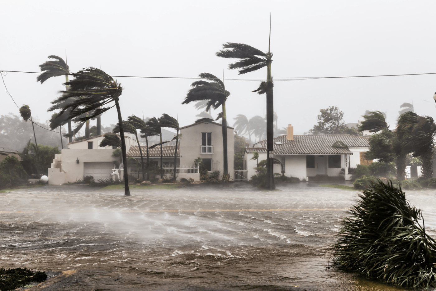 A flooded street with houses and palm trees blowing in the wind.