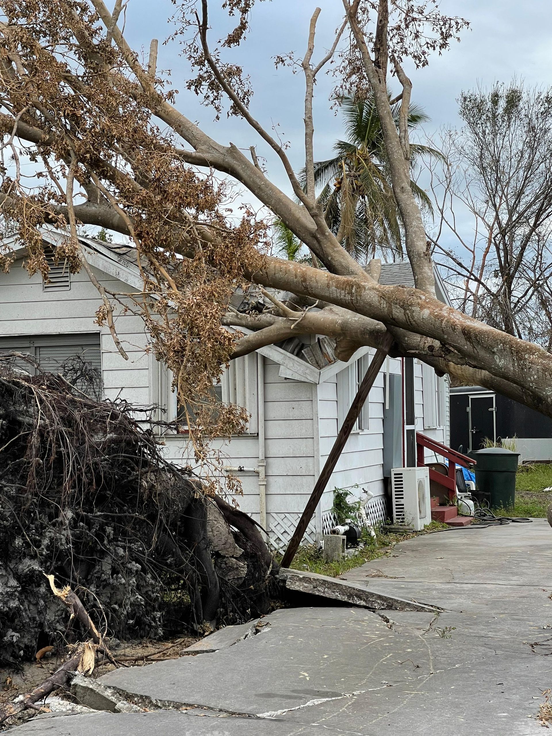 A tree has fallen on the side of a house
