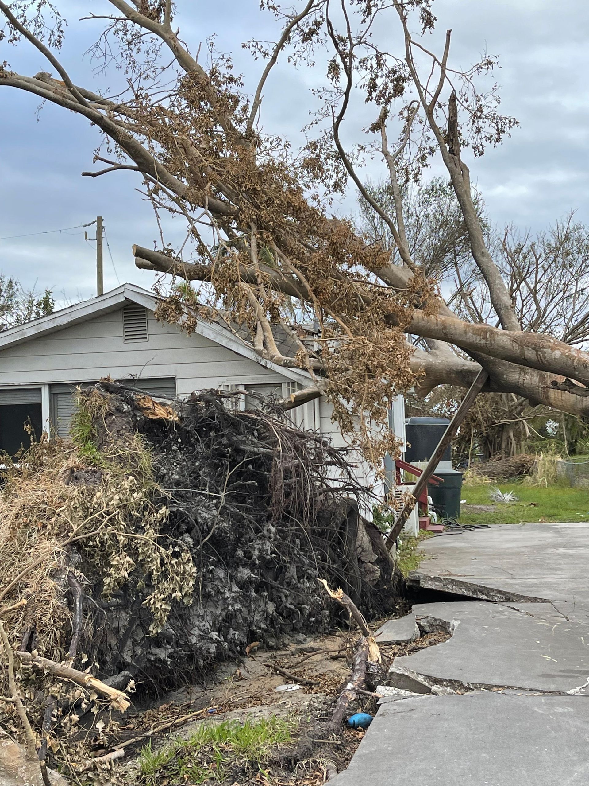 A tree has fallen on the side of a road in front of a house.