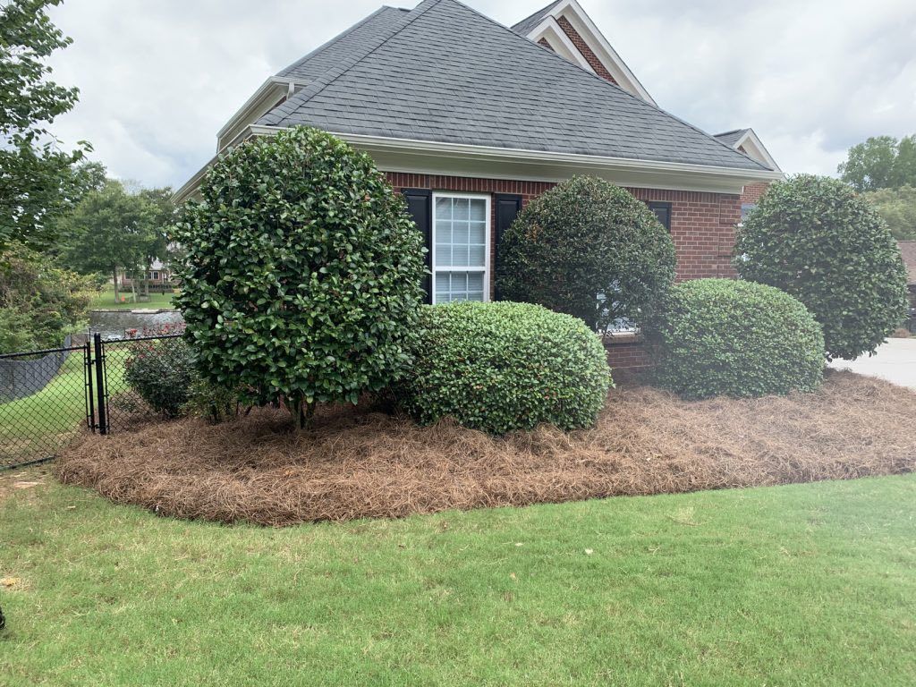 A brick house exterior with a landscaped front bed featuring several manicured round shrubs and pine needle mulch.