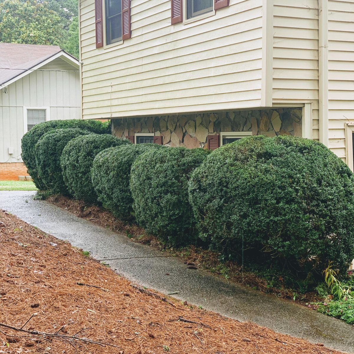 A row of rounded green shrubs planted in front of a house with tan siding and a stone foundation, next to a paved walkway.