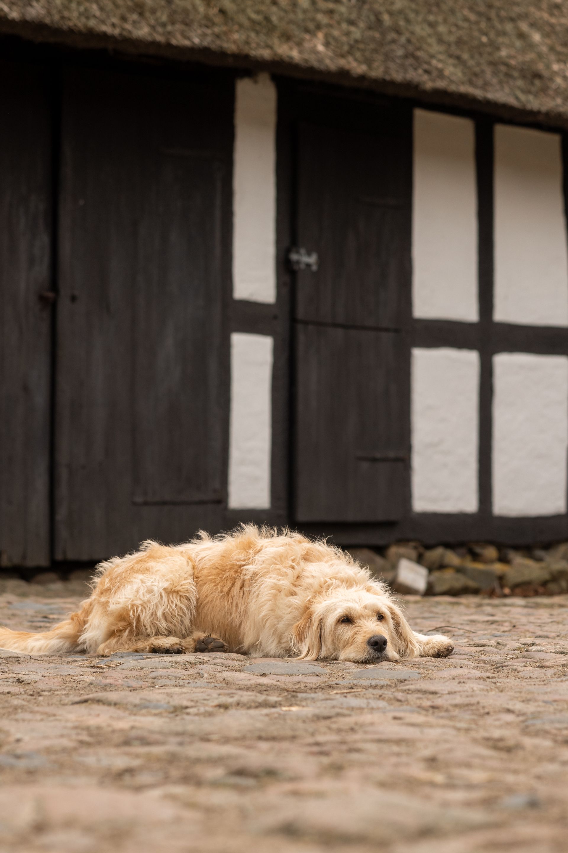 A dog is laying on the ground in front of a building.