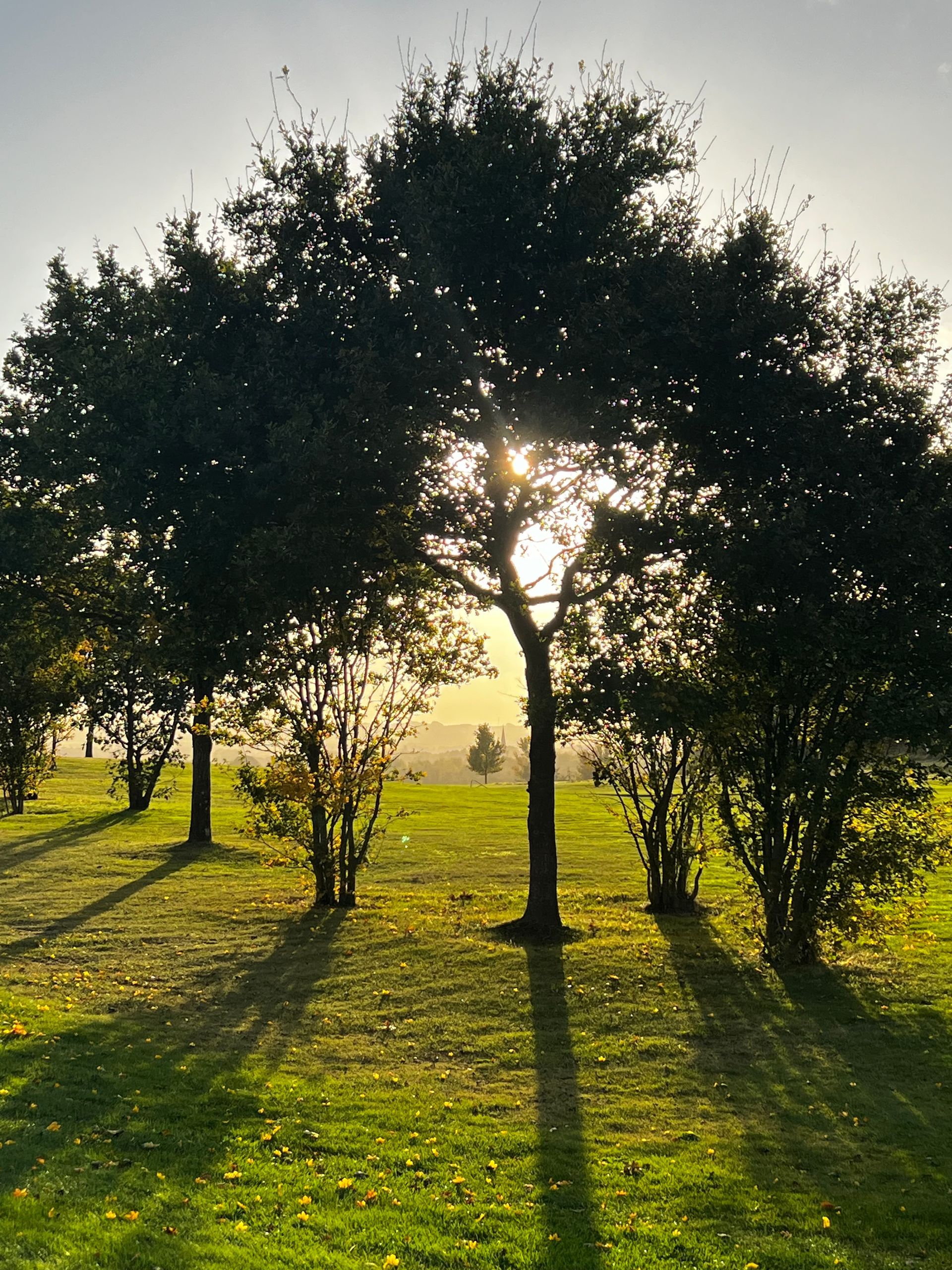 The sun is shining through the trees in the park