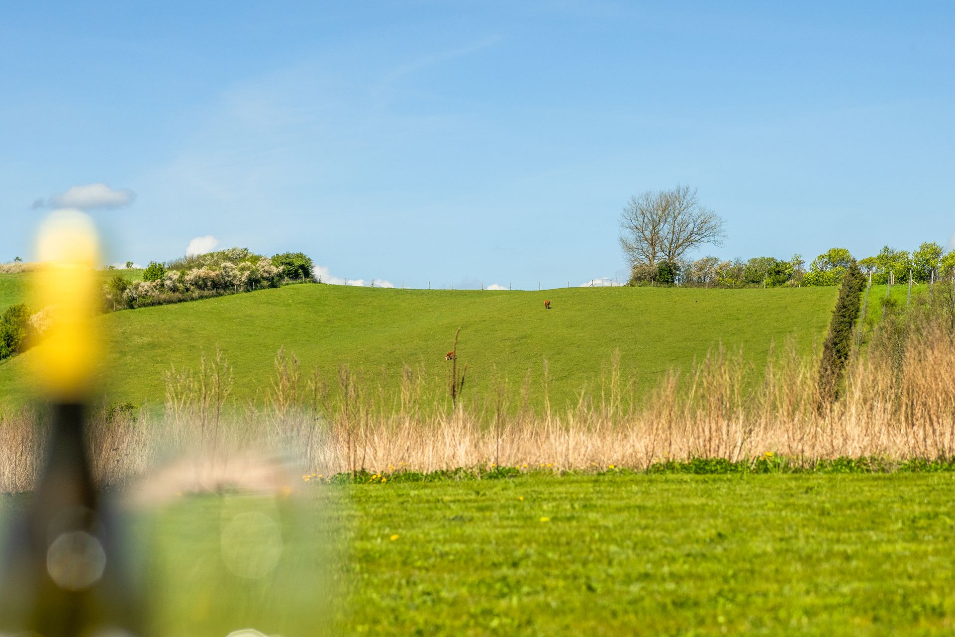 A bottle of wine is sitting in front of a field.