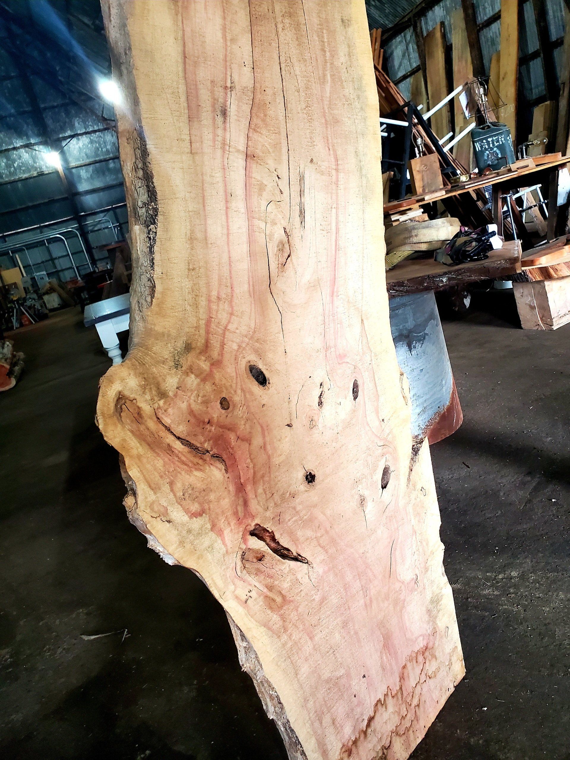 Box Elder