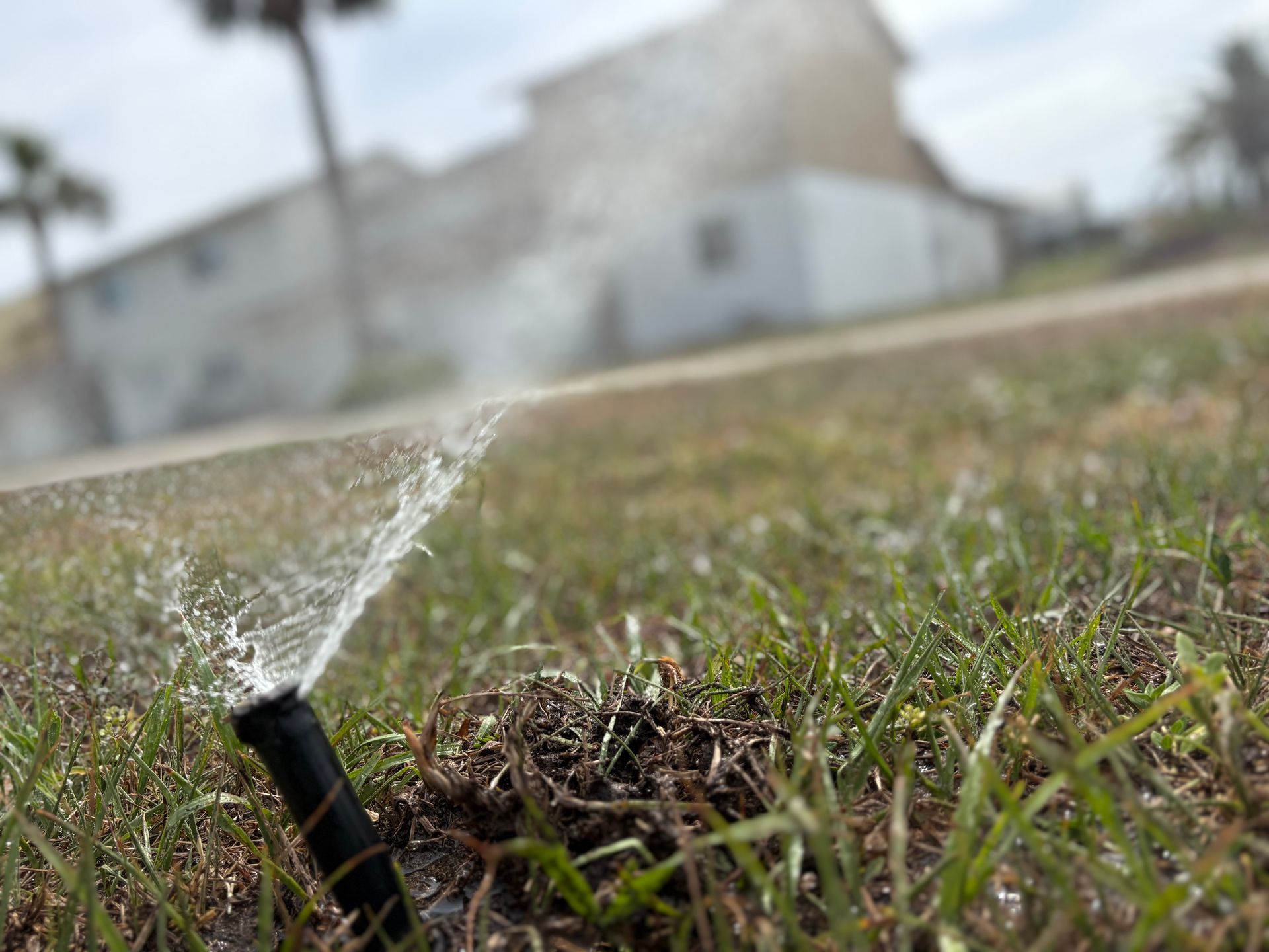 A sprinkler is spraying water on a lush green lawn.