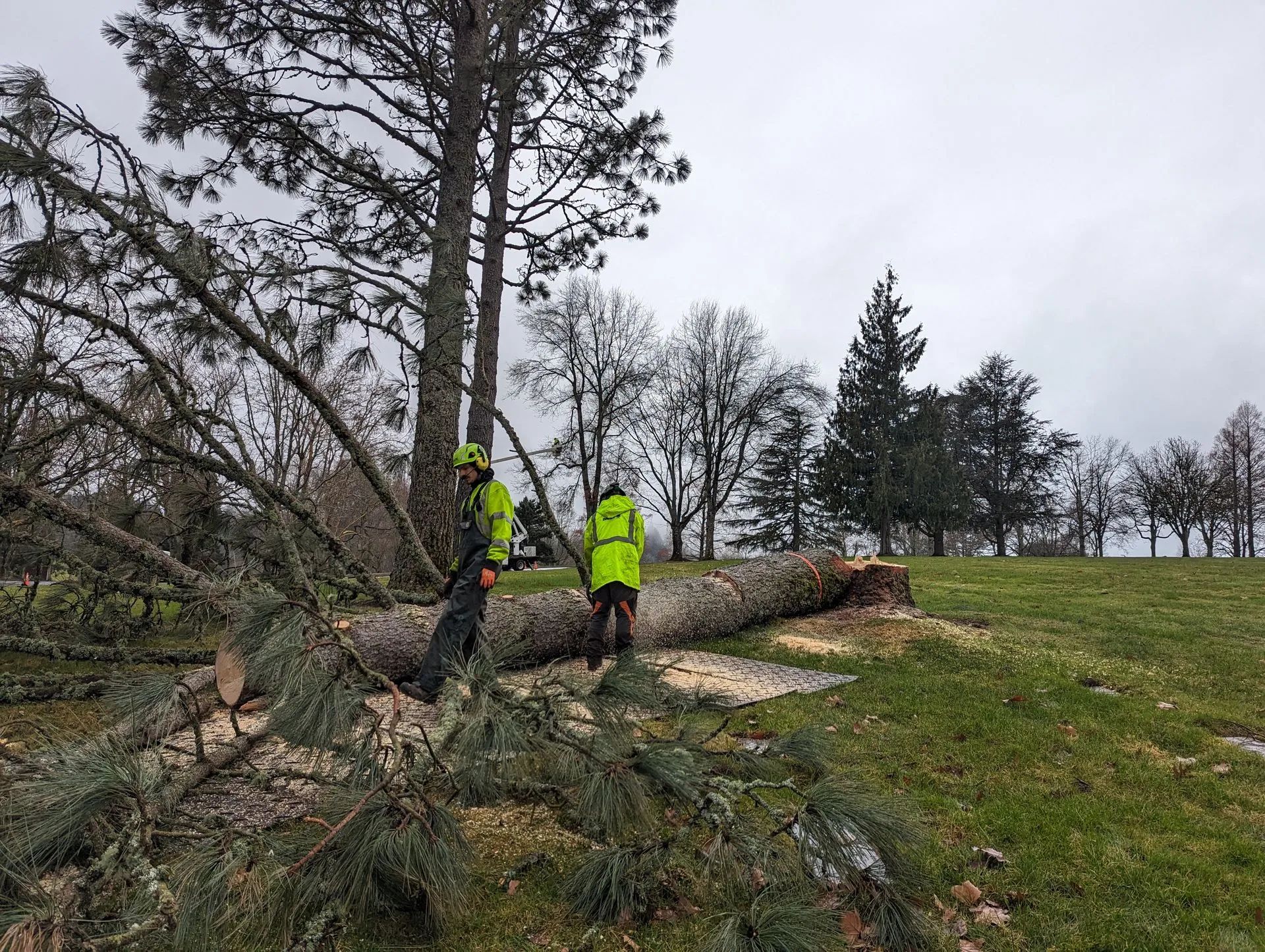 Two workers in neon jackets clearing a fallen tree in a grassy, wooded area