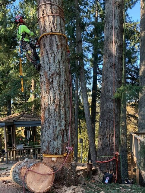 Worker in green climbs a tall pine beside a woodlot, with cut logs and gear at the base.