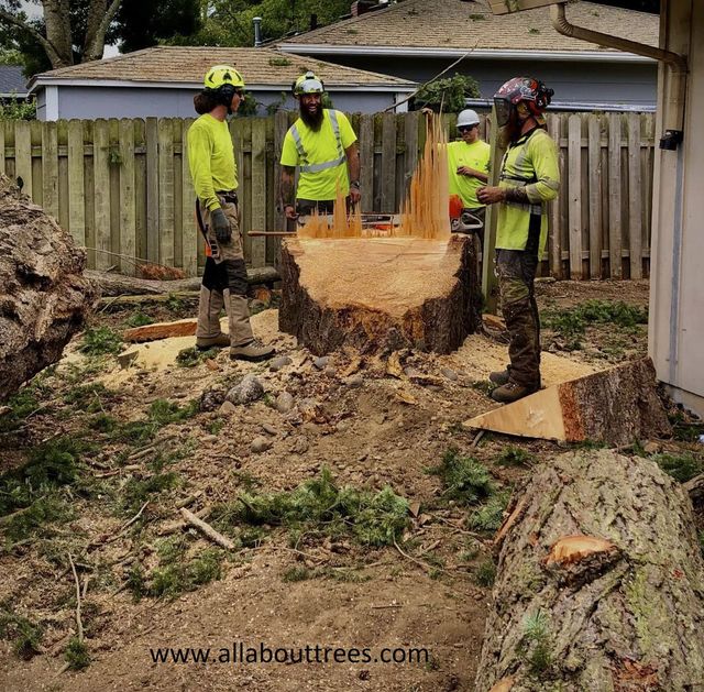 Workers in safety gear stump grinding a large tree in a fenced backyard