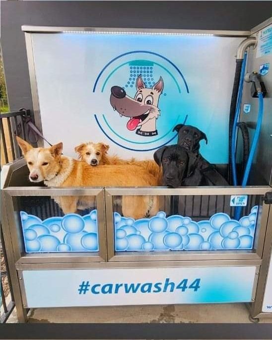 Three Dogs Are Sitting In A Car Wash With #carwash44 Written On The Side — Carwash 44 In Caboolture, QLD