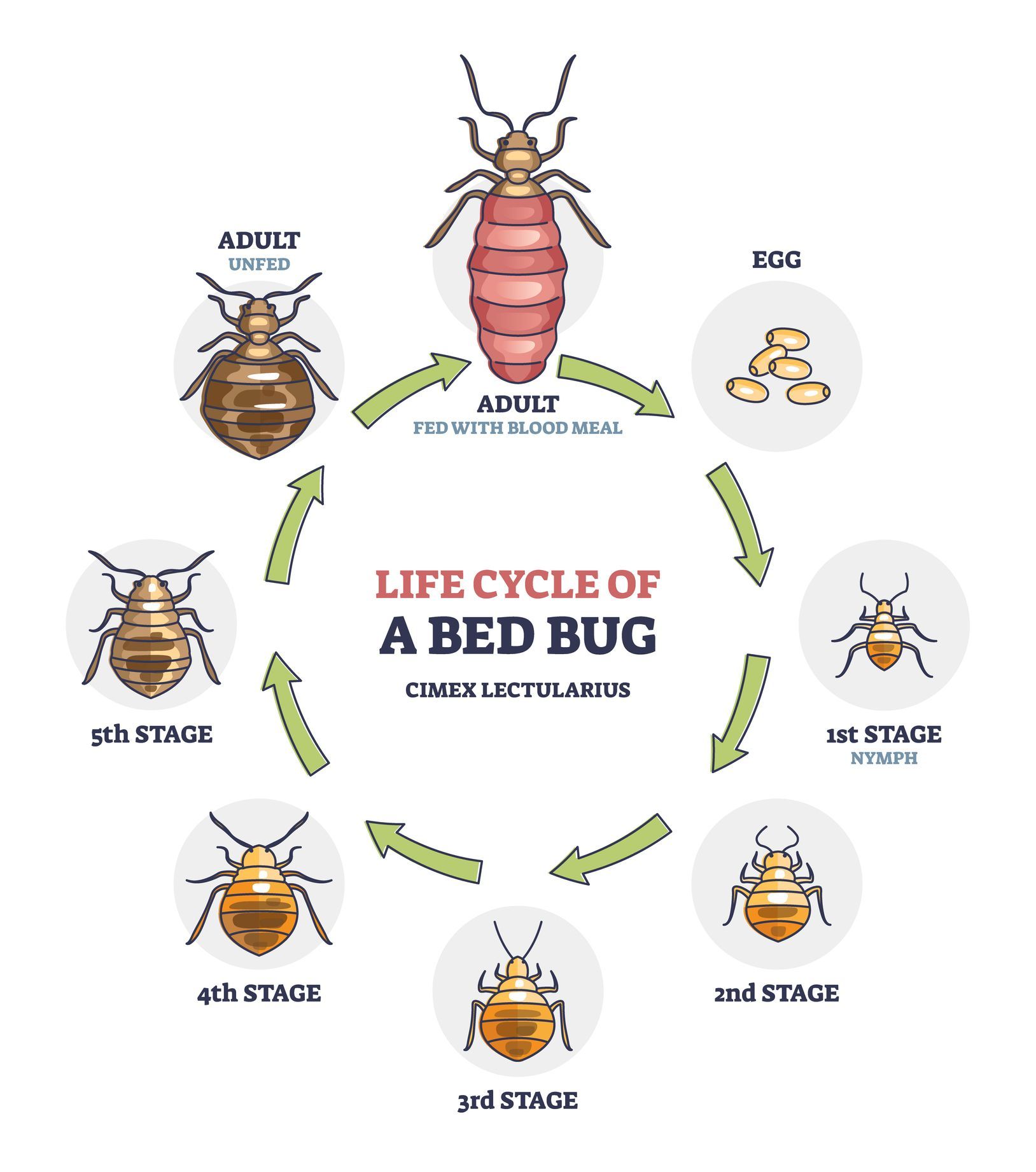 test-your-knowledge-of-bed-bugs