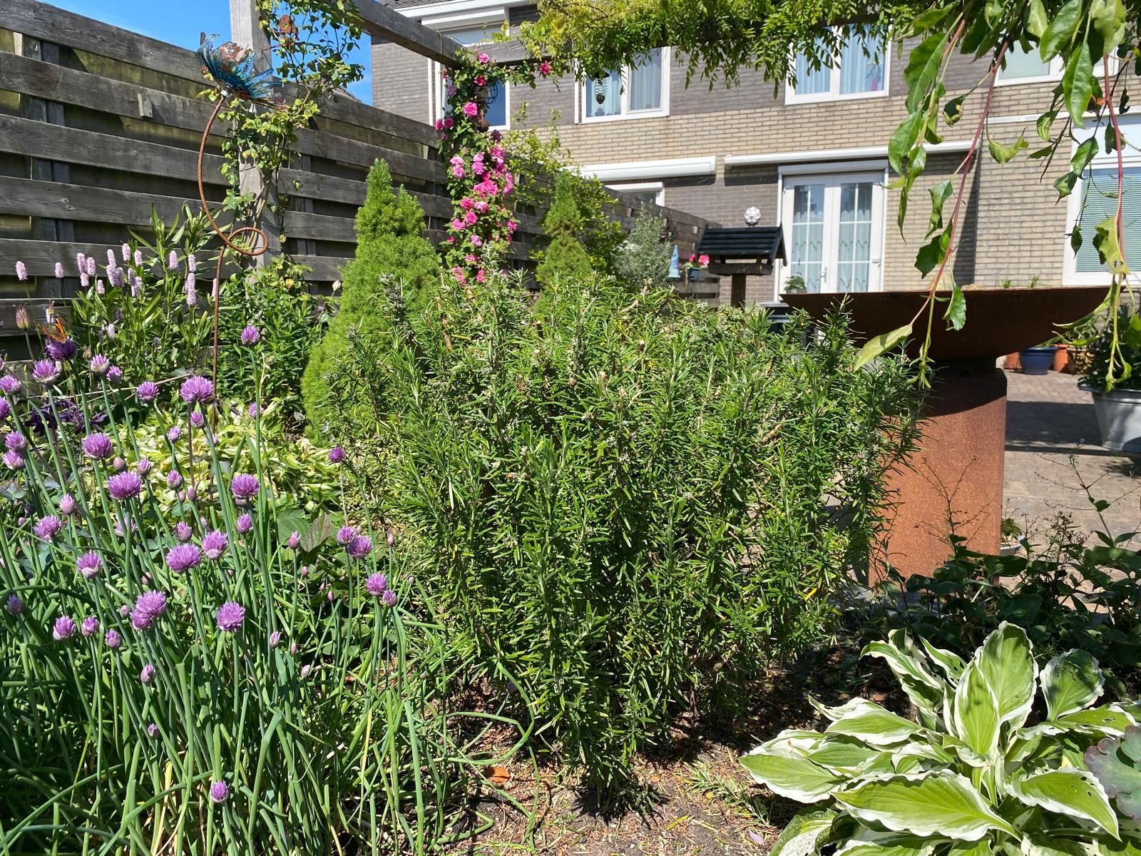 Een zonnige tuin met groene planten, paarse bloemen, een houten schutting en een huis op de achtergrond.