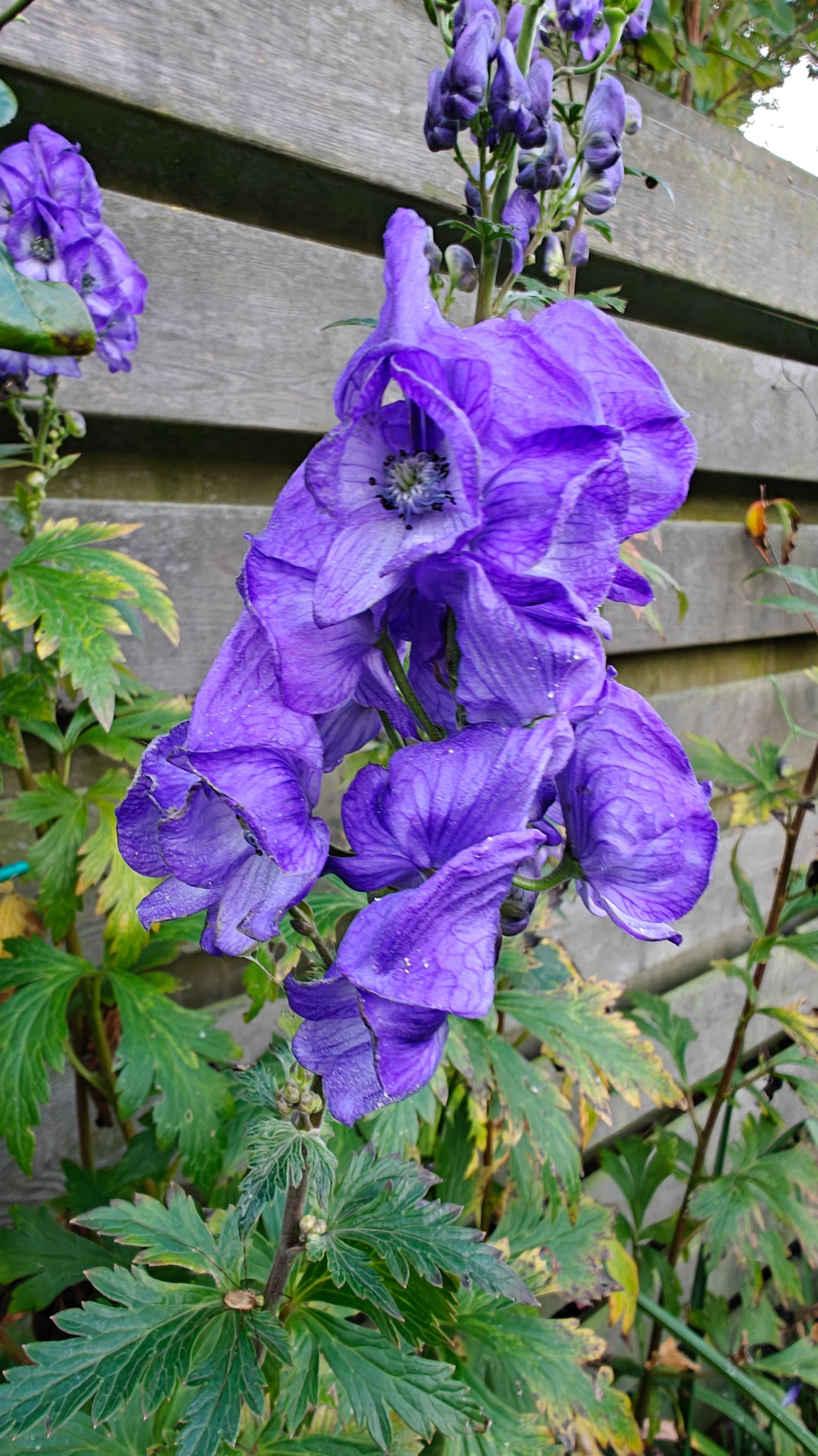 Paarse monnikskapbloemen in volle bloei, met groen blad tegen een houten schutting.
