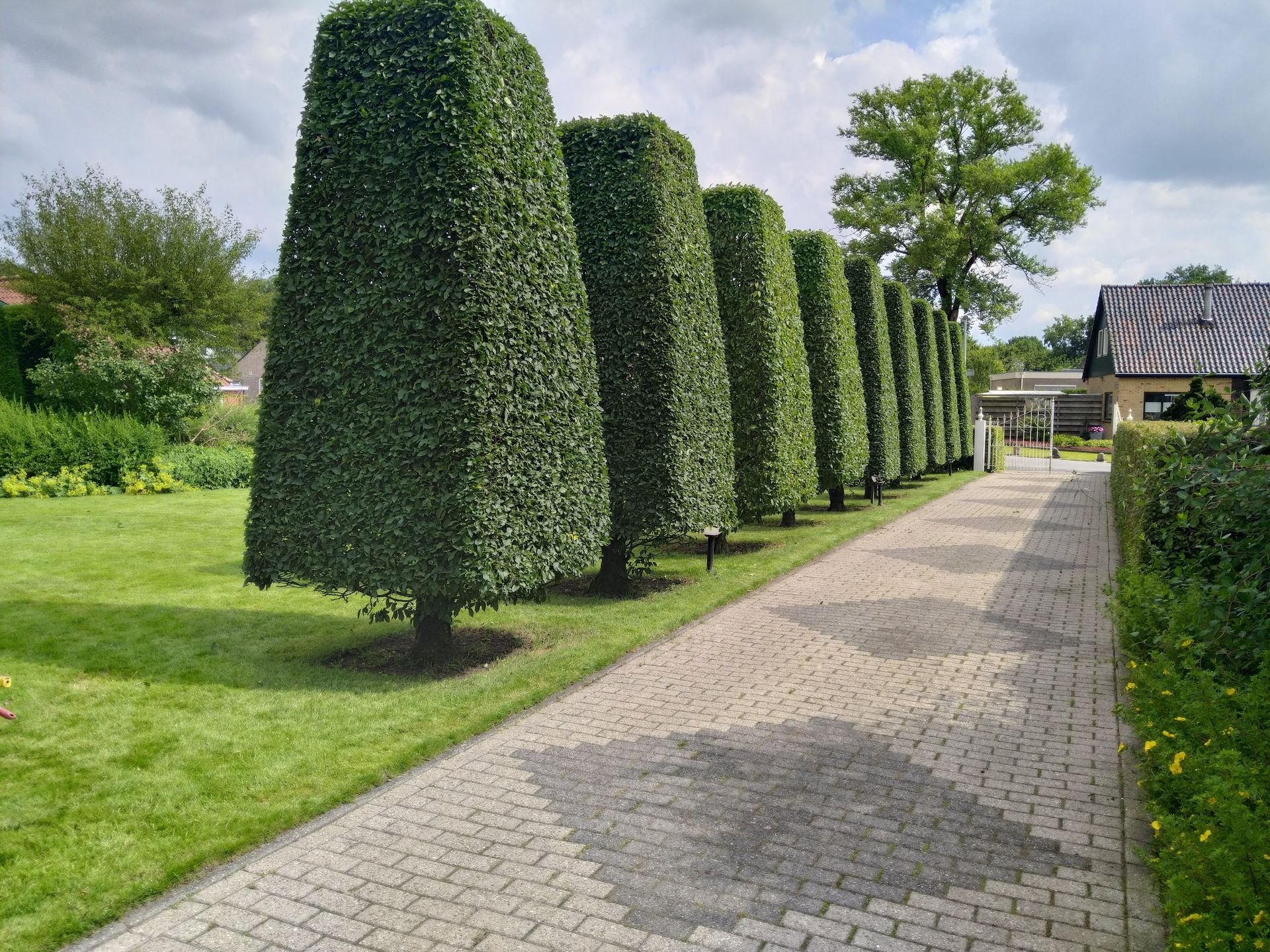Een rij hoge, kegelvormige hagen langs een geplaveid pad, een groen gazon en een bewolkte hemel.