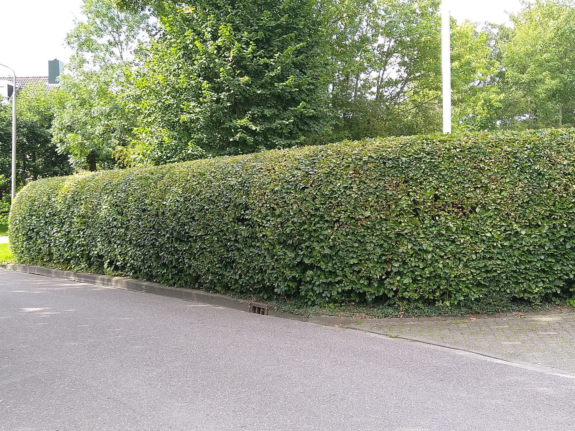 Een groene heg langs de weg, voor lommerrijke bomen.