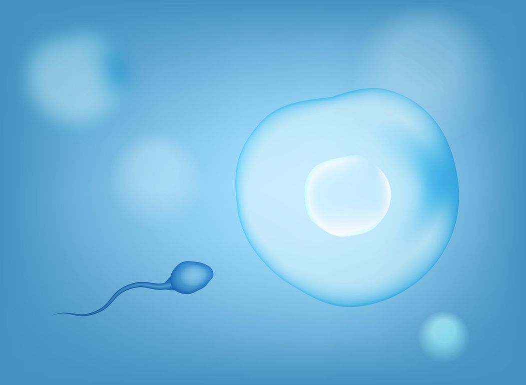 fecondazione spermatozoo ovulo