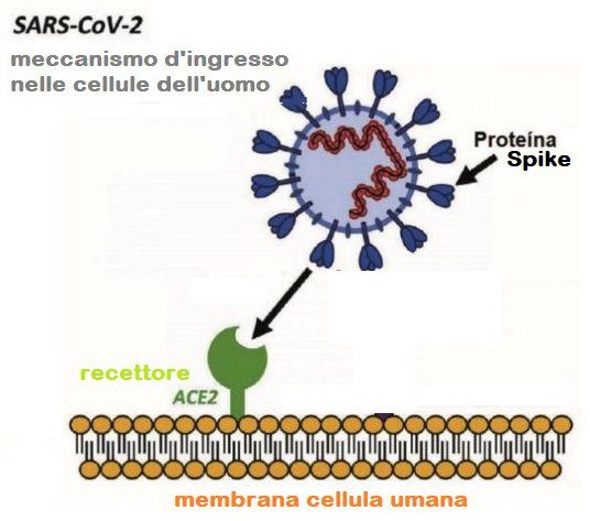 funzionamento test anticovid