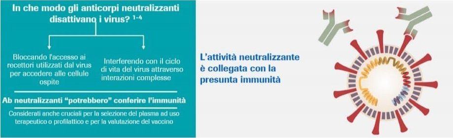 importanza degli anticorpi