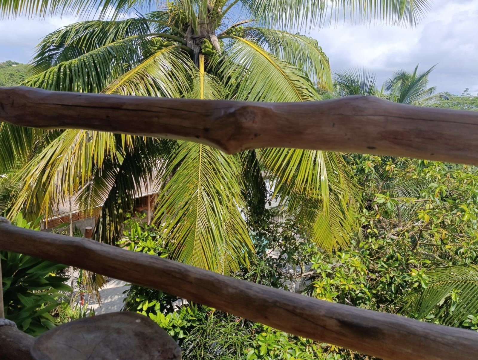 Wooden railing overlooking a lush green landscape with a large palm tree, under a cloudy sky.