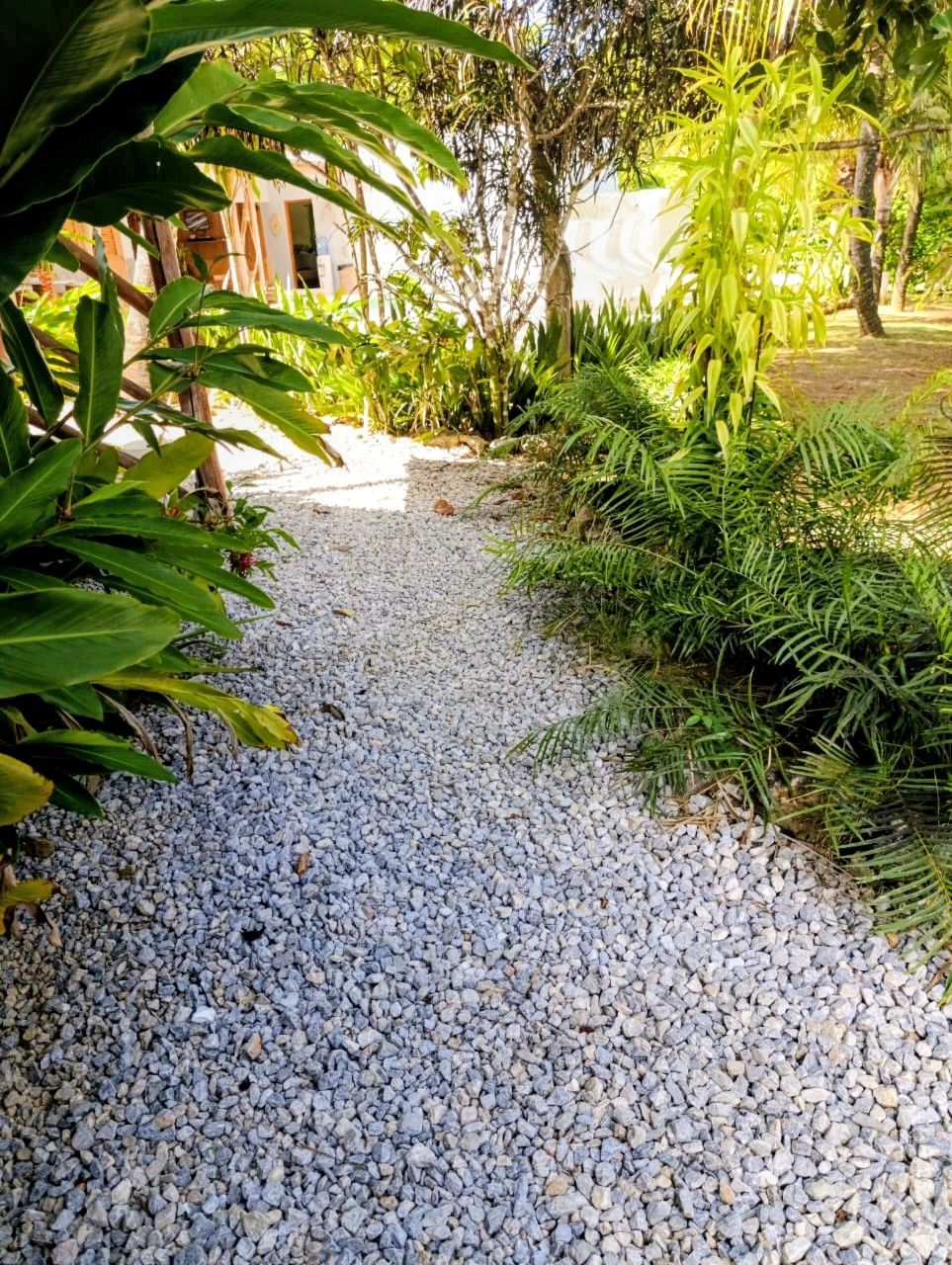 Gravel path lined with green plants, leading towards a building in a sunny, outdoor setting.