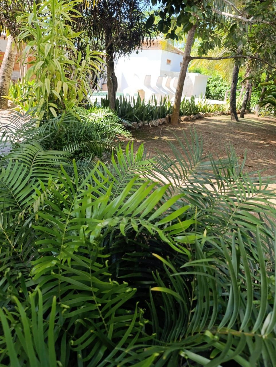 Lush green ferns in a garden, with a white building visible in the background. Sunny outdoor setting.