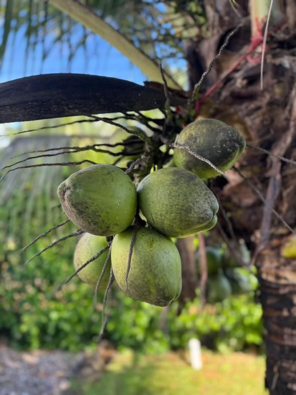 Green coconuts hanging from a palm tree, outdoors.
