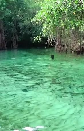 Crystal clear turquoise water flowing near mangrove trees.