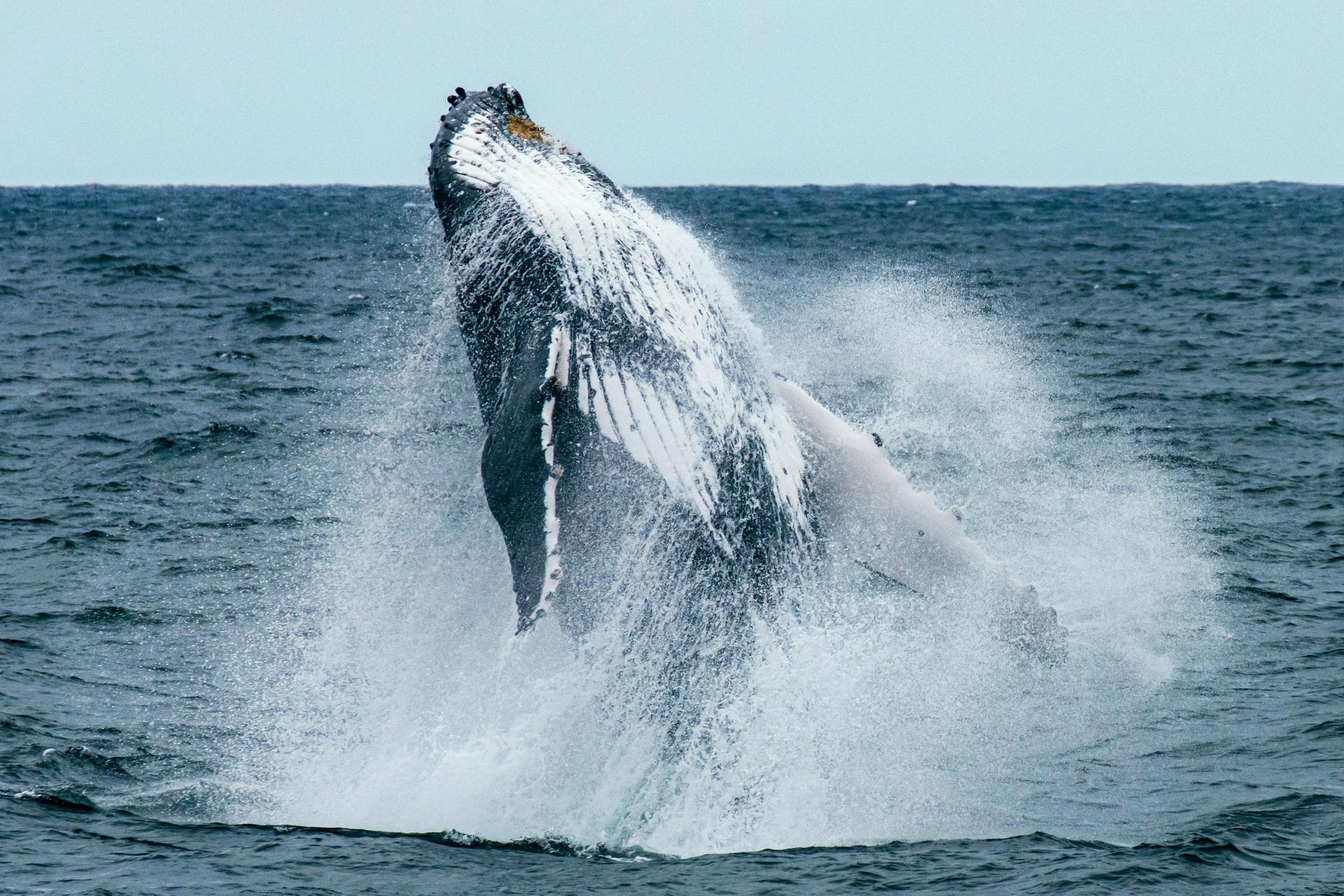 Humpback whale breaching from ocean, creating a large splash. Gray whale with white underside against blue water and sky.