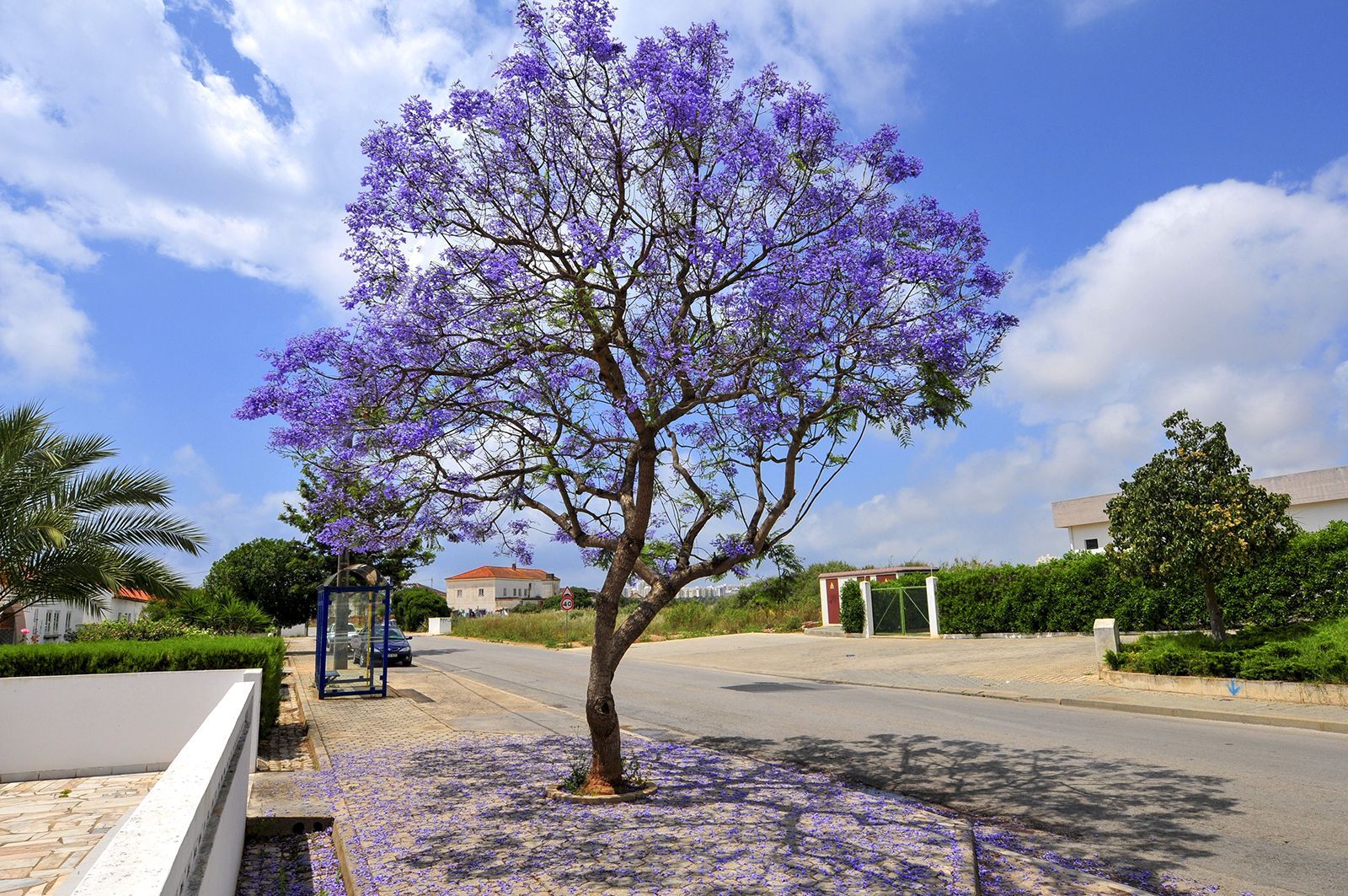Purple-flowered jacaranda tree in bloom on a sunny street, with fallen blossoms on the ground.