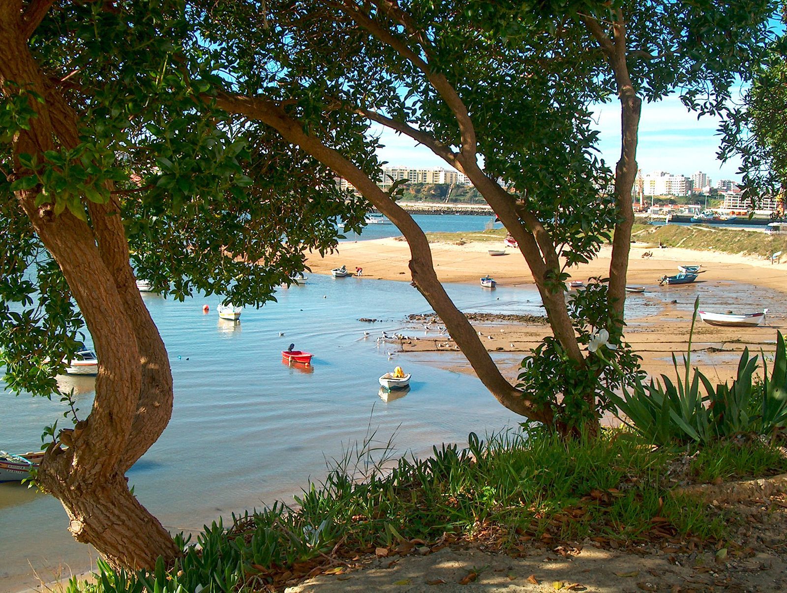 Boats on calm water viewed through trees; beach, low tide; sunny day.