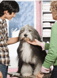 Ear cleaning - Bromsgrove - Bromsgrove Dog Beauticians - grooming salon