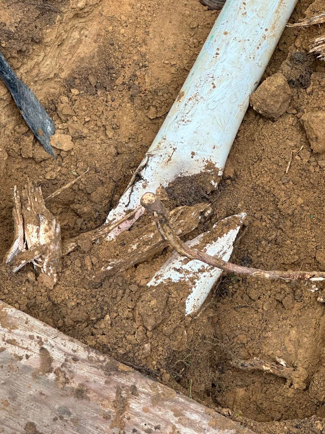 roots cause damage to drain pipes