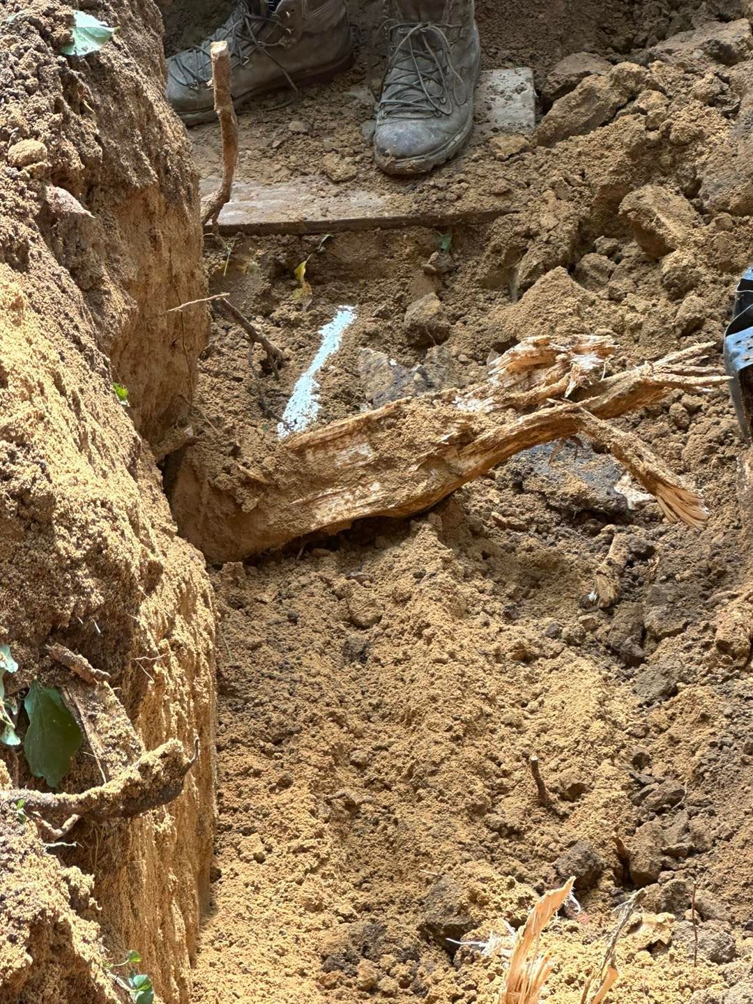 drain fields need to be replaced because of tree roots.