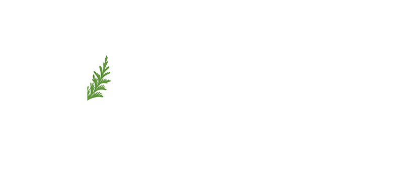 Une fougère verte sur fond blanc.