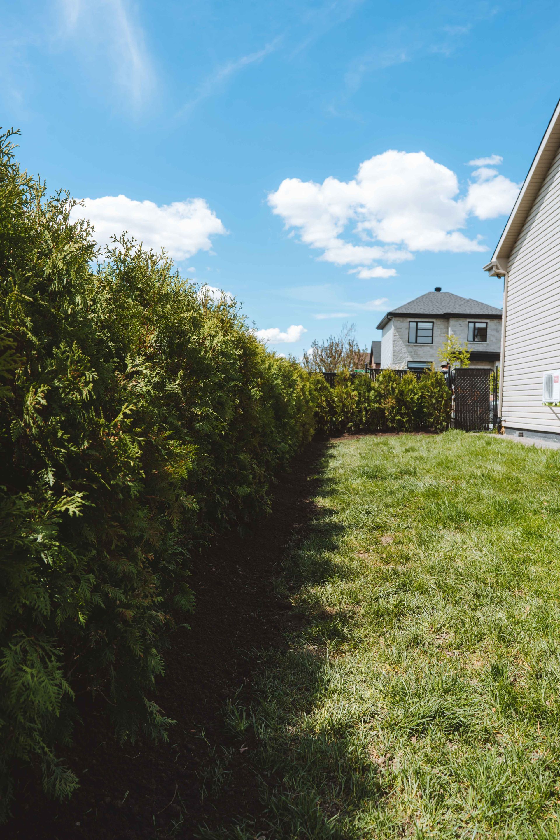 Haie verte luxuriante le long d'une cour herbeuse avec une maison et un ciel bleu visibles en arrière-plan.
