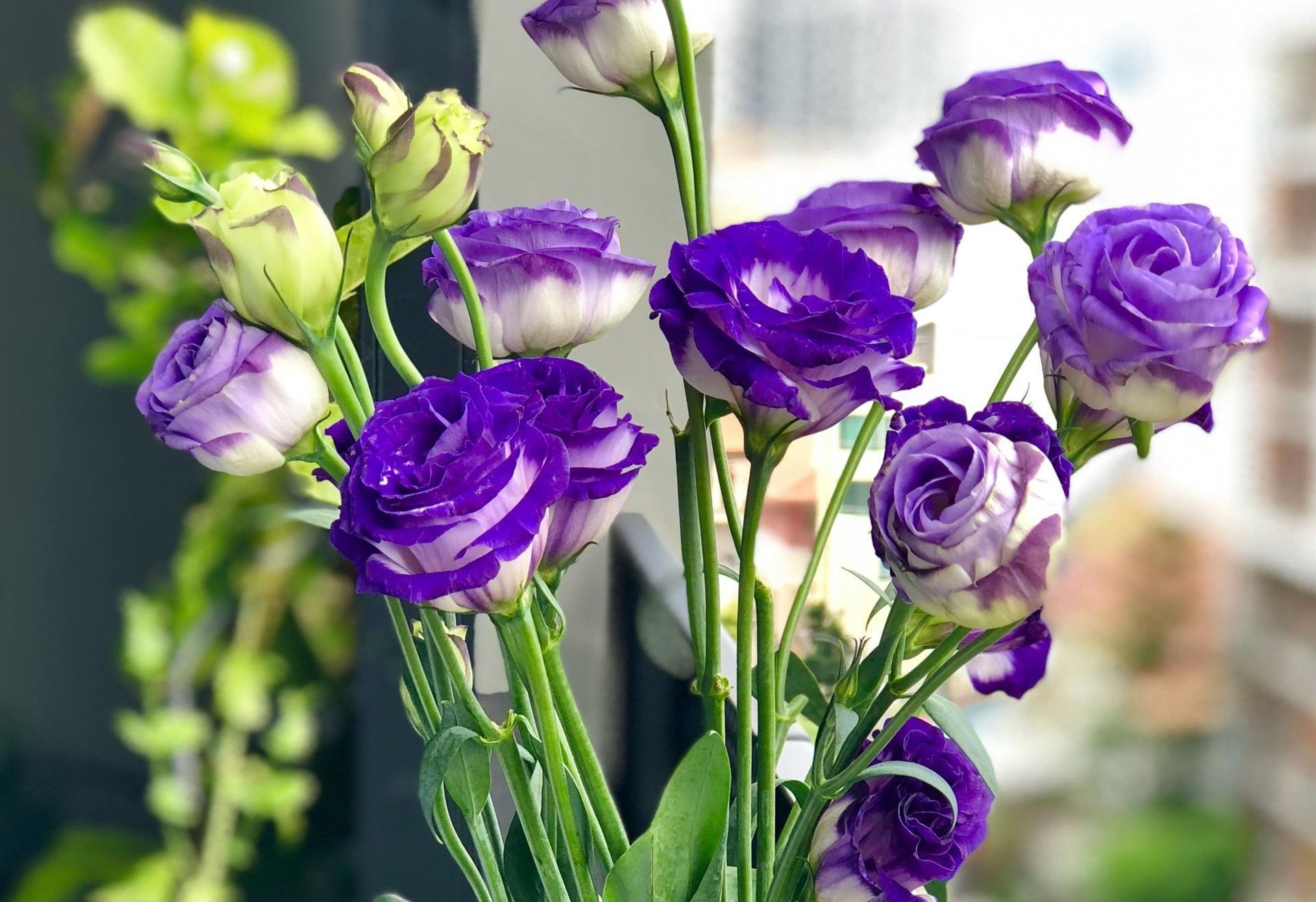 Purple and white lisianthus flowers in a vase, green stems, against a blurry outdoor background.