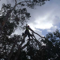 Tree Removal Services In Buderim True Blue Tree And Stump Removal