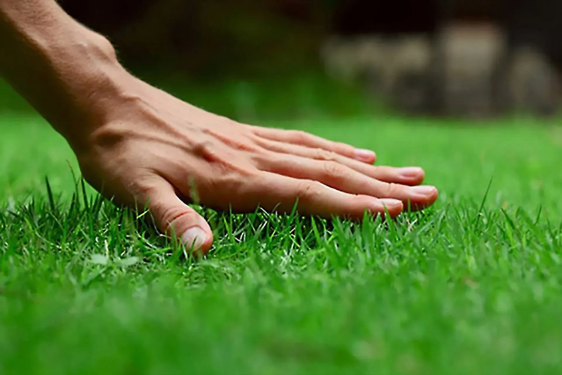 Hand touching lush green grass outdoors.