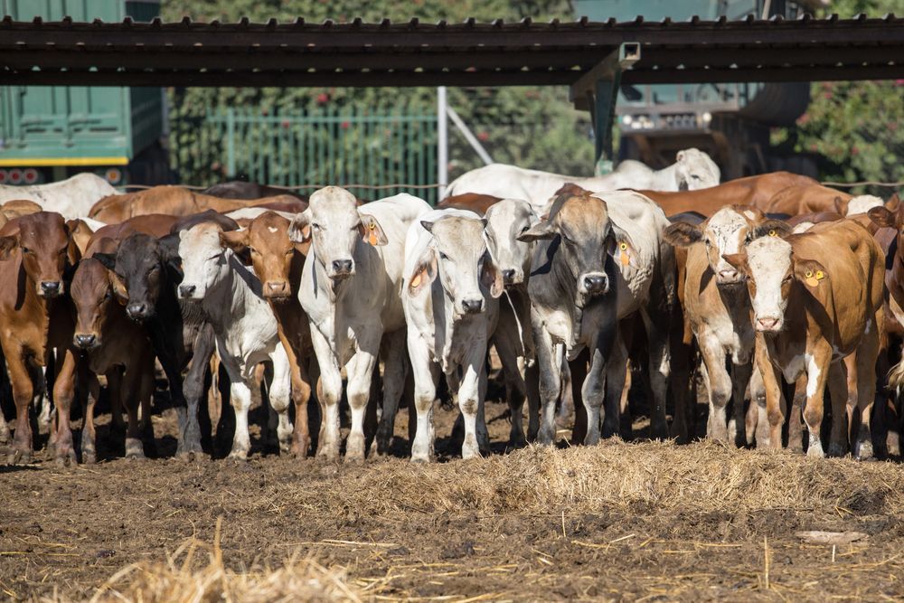 Herd Of Cows Standing In A Fenced Pen On Dry Ground — Southern Protein Systems in Glenquarry, NSW